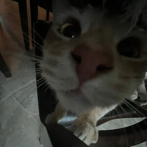 Meet your Posher, Bria